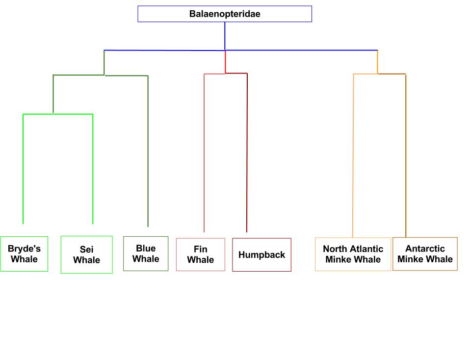 Blue Whale Classification